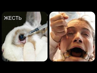 Красота требует жертв... - ОБЯЗАТЕЛЬНО К ПРОСМОТРУ - как производители твоей любимой косметики проводят тесты на животных