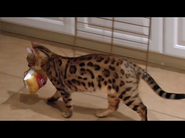 Sneaky Chicken Thief