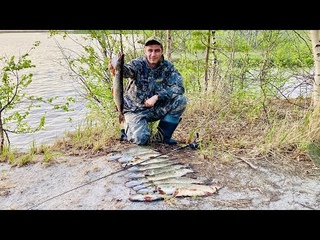 ЩУКА СОШЛА С УМА И ТВОРИТ БЕСПЕРЕД. РЫБАЛКА 2021.