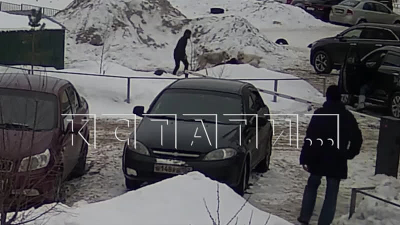 Два алабая напали на ребёнка с собачкой в Нижегородском