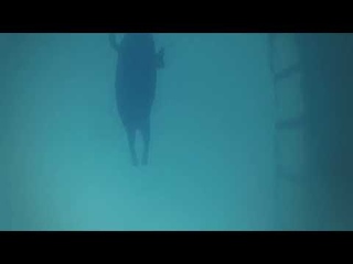 Ученые узнали, почему акулы кусают серферов