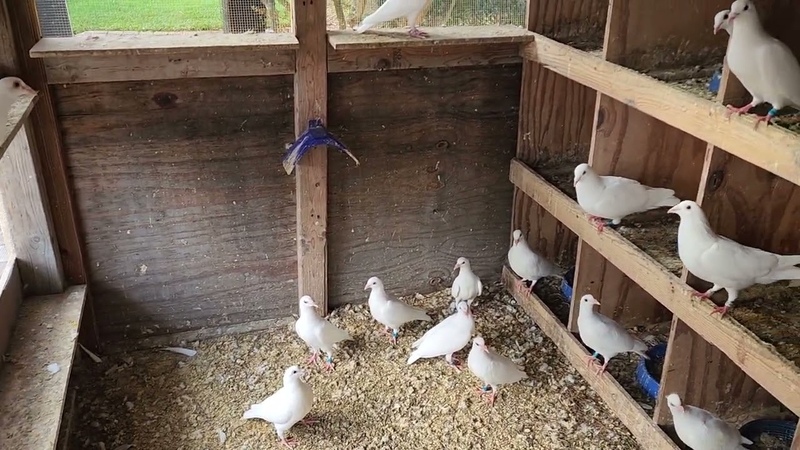 High Flying Loft Breeding Update on the