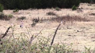Black-tailed Jackrabbits (Lepus californicus)
