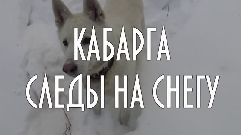 Кабарга, следы на снегу, плейлист Энциклопедия