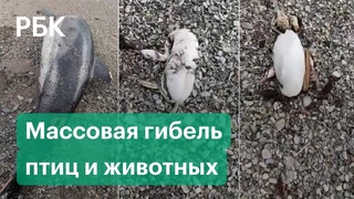 Мертвые дельфины и птицы в Геленджике, Туапсе, Анапе. Видео. Что говорят чиновники
