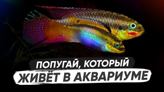Очень красивая карликовая цихлида - Пельвикахромис Пульхер
