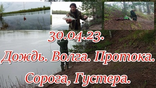 .  Дождь. Волга. Протока. Сорога, Густера.