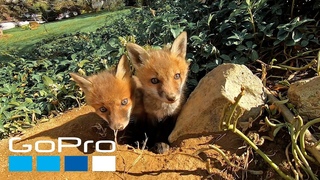 GoPro: Top 10 Cutest Captures