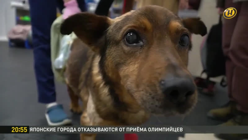 Дело о заживо закопанной собаке: борьба Малыша за