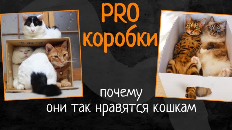 PRO они так нравятся