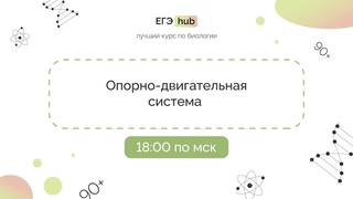 Опорно-двигательная система
