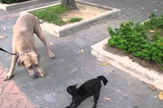 Gata defende seu filhote atacando cachorro enorme