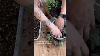 СУККУЛЕНТЫ В КЛЕТКЕ / высаживаем композицию из суккулентов в декоративной клетке.