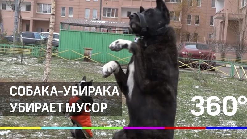 Собака убирака сортирует