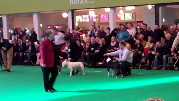Bull Terrier Post Graduate Dog Crufts