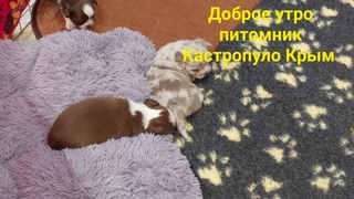 Доброе утро из питомника чихуахуа и той-пудель Кастропуло Крым