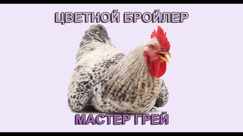 МАСТЕР ГРЕЙ цветной