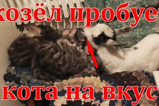 Козел пробует на вкус  кота|Козлята в квартире