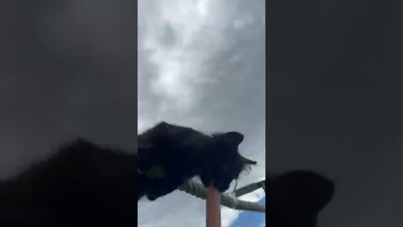 Кот Алик в этот раз наслаждался только слюнями ,