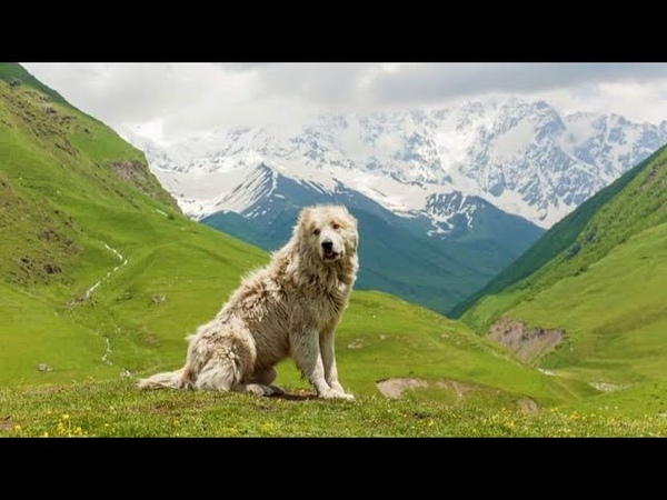 Ancient Type Highlander Livestock Guardian Dog of Euro Azia, Volkodav, Wolfkiller, Illyrian