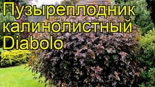 Пузыреплодник калинолистный Диабло. Краткий обзор, описание physocarpus opulifolius Diabolo