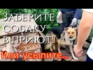 💔Собака отслужила свой срок и  от неё отказались/она не понимала куда её везут и зачем/saving a dog