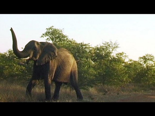 Elephant with baby attack car in Kruger. Listen to its load trumpeting