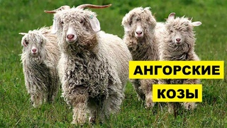 Ангорские козы