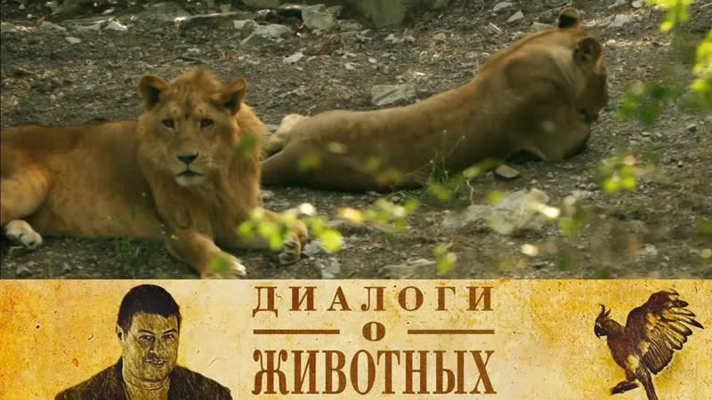 Популярные видео Сафари Парк в Геленджике. 9 я серия, ,