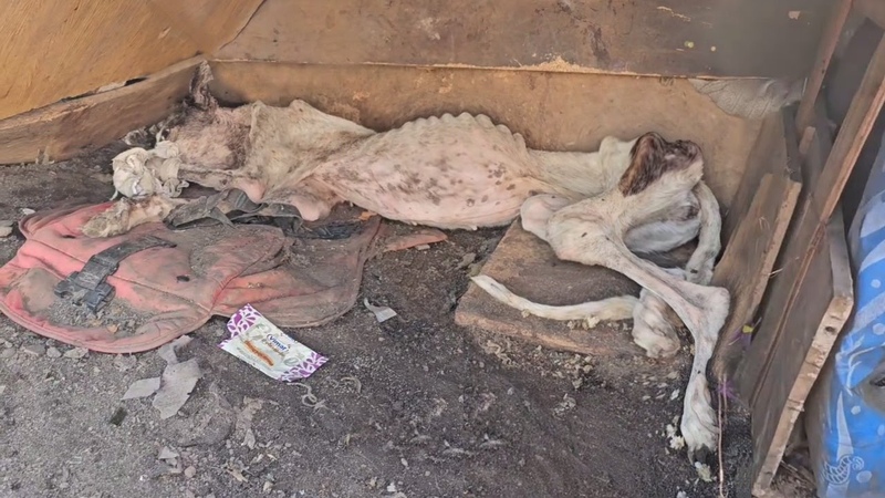 She collapsed in a backyard to rest forever, unaware that her life just