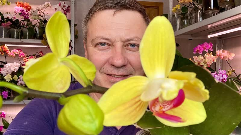 орхидеи ПОСЛЕДНИИ РАЗ этим средством КАКОЙ СПРЕЙ для