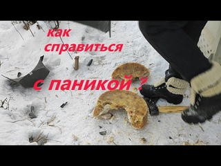 Когда идут морозы под - 40 и на улице остаются живые существа - как справиться с паникой?