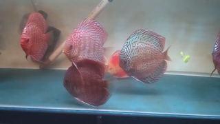 Discus leopard