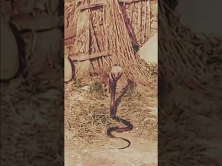 SNAKE VS MONGOOSE, WHO WINS