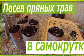 ПОСЕВ ПРЯНЫХ ТРАВ В САМОКРУТКУ ИЗ КУХОННОЙ КЛЕЕНКИ!ОЧЕНЬ УДОБНО!