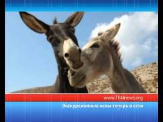 Ослы без wi-fi больше не в моде