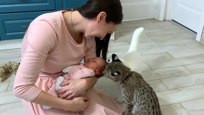 РЫСЕНОК И КОТЫ ВСТРЕЧАЮТ АЛИСУ, Бобкэт нападает на старого