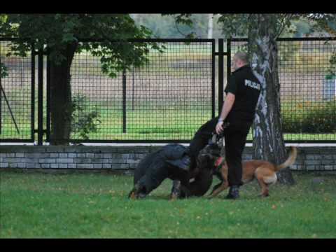 Policja z Malinois Police Vanessa