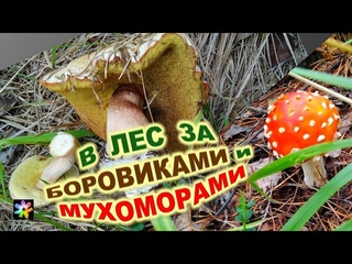 🌲🍄 В лес за Боровиками и Мухоморами. Прогулка по лесу