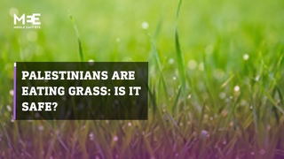 Palestinians are eating grass to survive | Is it safe for humans to eat