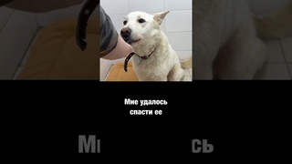 Раненная собака молила о спасении, замерзая в ледяном аду