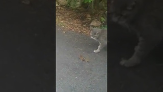 brave #chipmunk attacked our #cat and escaped on a tree