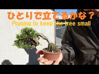盆栽工房 春嘉 ＃98　【真柏の剪定】放置して茂りすぎた真柏を大幅ダイ