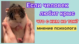 О чем говорит любовь и ненависть к крысам! Мнение психолога. #rat #крысы #любовьккрысам