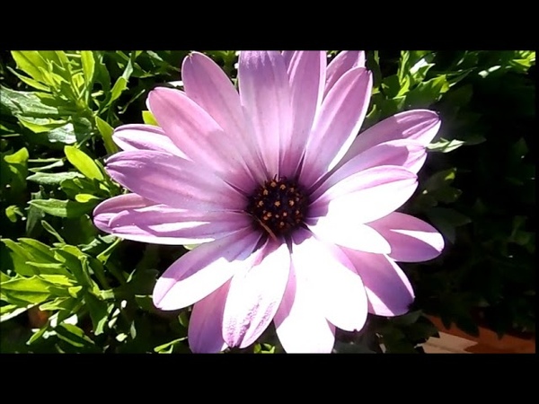 Многолетние ЦВЕТЫ в декабре, ОСТЕОСПЕРМУМ, Osteospermum Ecklonis,