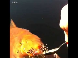 Дрессированные рыбки такие мимимишные