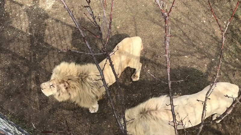 Апрельские львиные будни April lion