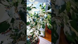 Фикус Бенджамина КЁРЛИ