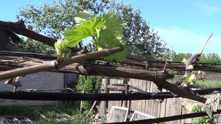 Как перезимовала Галбена Ноу. Виноград 2018.