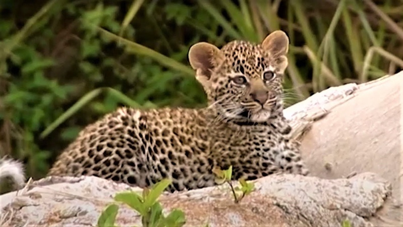Leopard Family Look For A New Home, Little Big Cat, BBC Earth